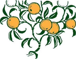 orange-branch-istgahekoodak قصه کودکانه شاخه ای که نه برگ داشت نه پرتقال