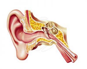 ear-istgahekoodak-300x237 گوش انسان - آموزش های علمی برای کودکان