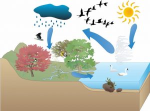 water-cycle03-forkids-300x222 آموزش چرخه آب به کودکان همراه با شعر کودکانه و تصاویر