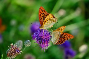 the_butterfly12-300x200 آشنایی با زندگی پروانه ها - وقتی رنگ ها بال در می آورند