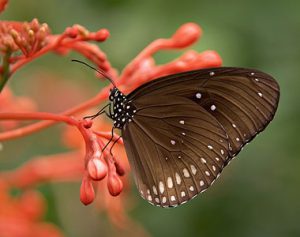 پروانه روی شاخه گل