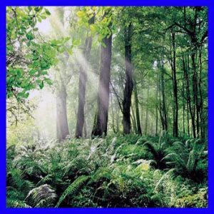 آشنایی با جنگل های هیرکانی