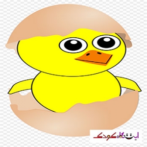 جوجه کوچولو